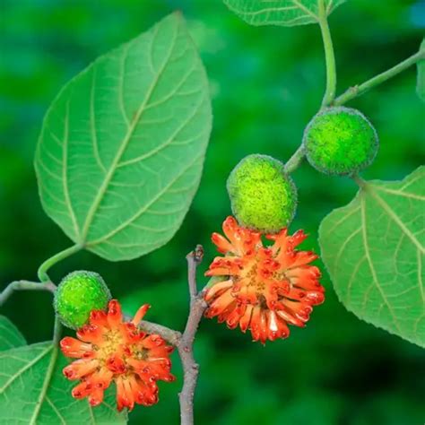 構樹英文|構樹 (Broussonetia papyrifera)